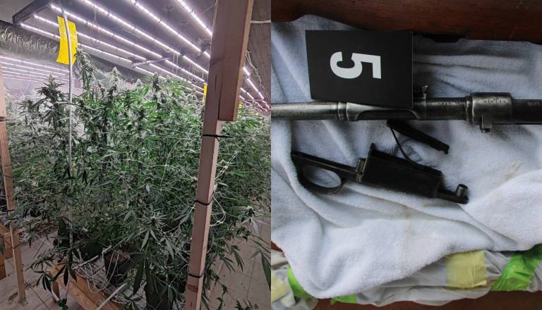 Mariborski policisti odkrili večje nasade konoplje in orožje 