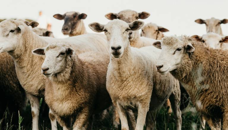 Bolezen modrikastega jezika: Skoraj 300-odstotna rast pogina ovac