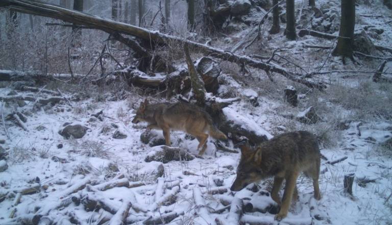 V gozdovih Pohorja nad Rušami trop volkov  