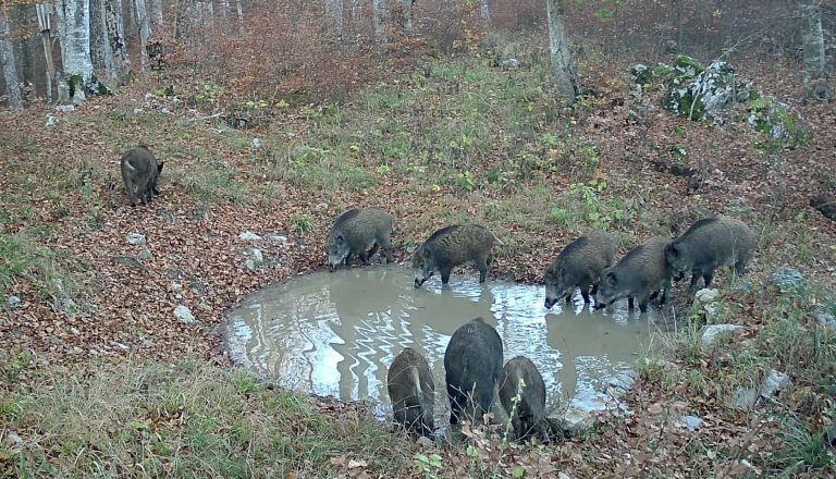 Predsednik Lovske družine Kočevje: »Lovec še nikoli ni bil krivolovec«