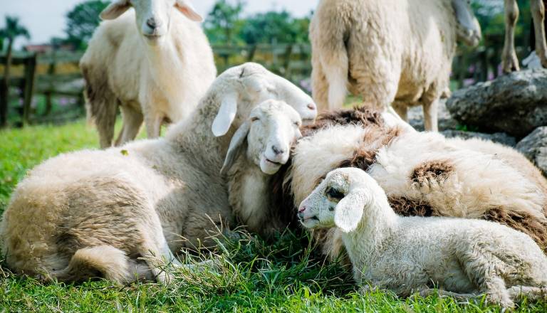 Močna rast pogina ovac