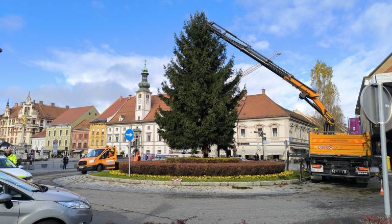 FOTO in VIDEO: V Maribor prispela smrekica, ki bo krasila Glavni trg