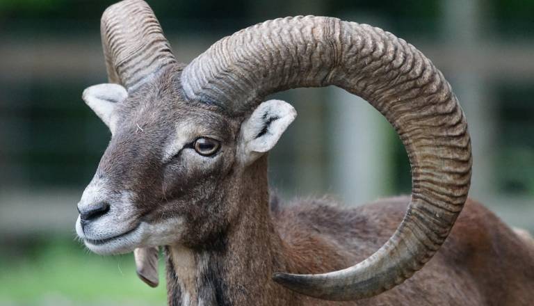 Na Boču množični pogin muflonov zaradi bolezni modrikastega jezika