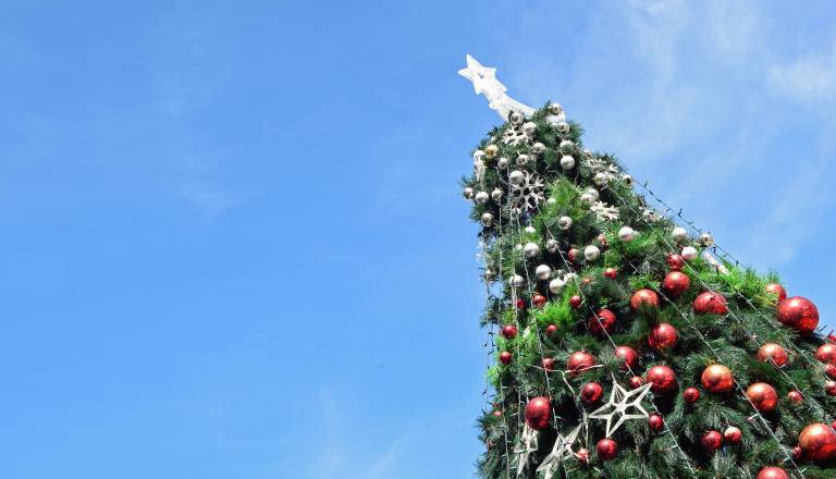 Občina v okolici Maribora išče božična drevesa