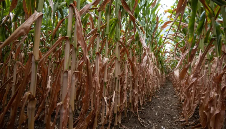 Ste utrpeli škodo zaradi suše? Na te datume morate biti pozorni