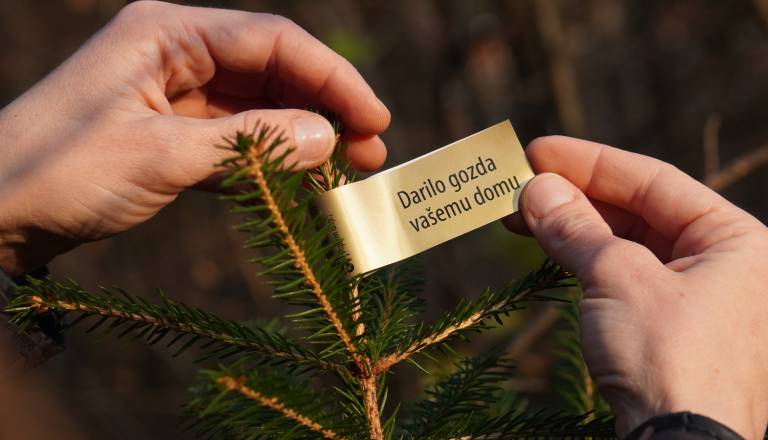 Slovenska drevesca letos označuje zlata nalepka: »Zagotovilo kupcu, da je domače, zakonito in trajnostno« 