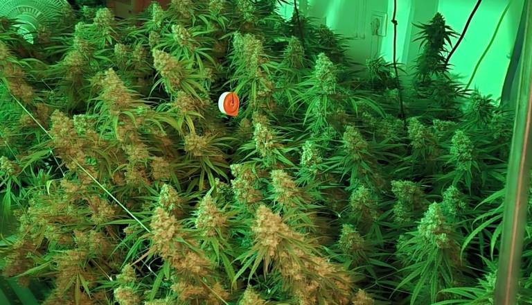 FOTO: Na območju Vrhnike zasegli 35 kilogramov konoplje in prijeli mlajšega osumljenca