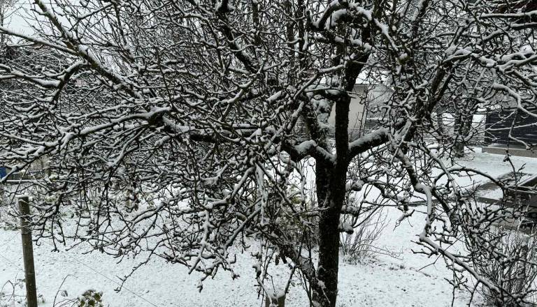 FOTO in VIDEO: Tanka, pa vendar! Snežna odeja razveselila Dolenjce, v Kočevju spet sneži