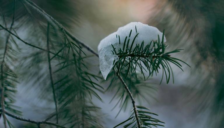 Ptuj še čaka na sneg, vremenoslovci že napovedujejo novo priložnost
