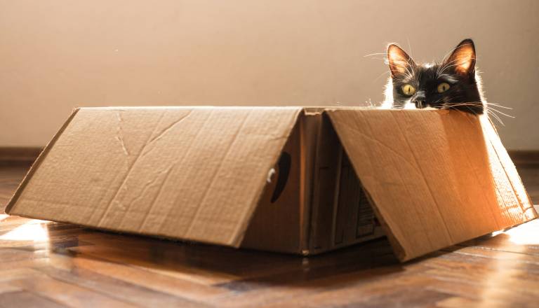 Kako se lahko to zgodi? Lastnica po pošti pomotoma poslala svojo mačko