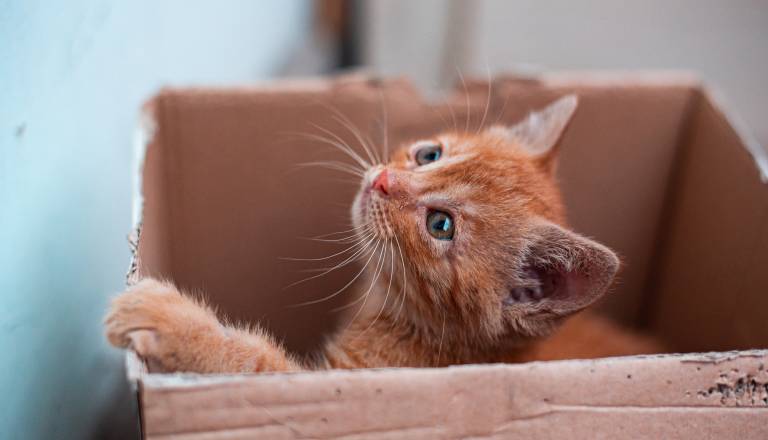 Saj ni res, pa je! Mačko pomotoma poslala po pošti