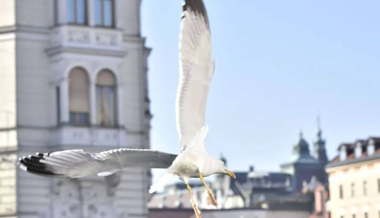 Okužena Ljubljana: Ptičja gripa potrjena pri galebu, strokovnjaki svarijo pred stikom z divjimi pticami