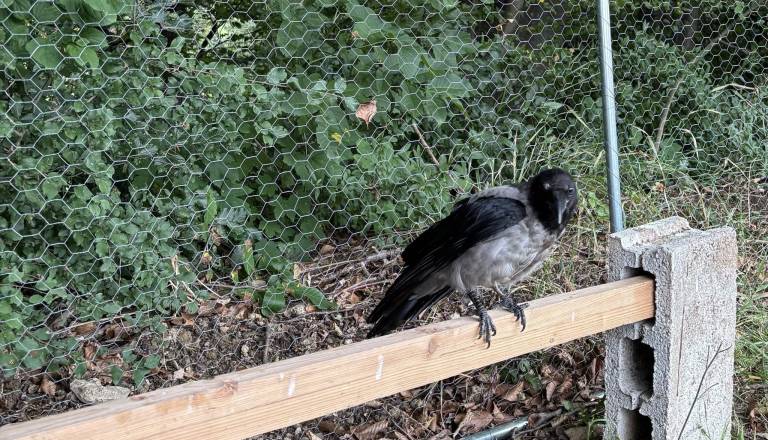 Na Štajerskem pogrešajo ljubljenčka Hasana, vrano, ki se od petka ni vrnila domov