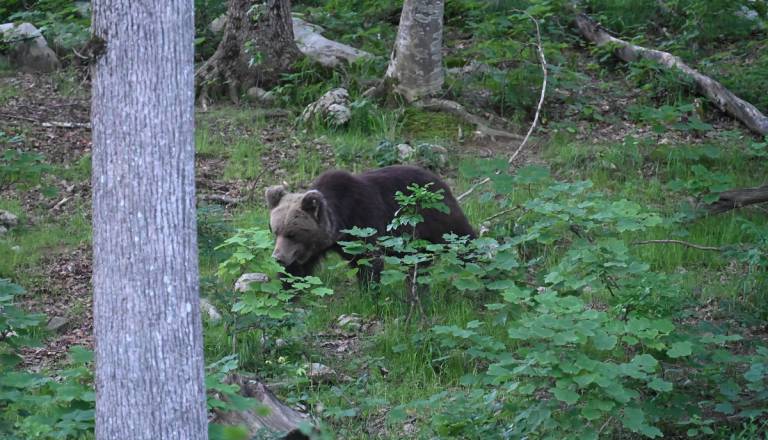 FOTO in VIDEO: Koliko možnosti imamo, da v Kočevskih gozdovih opazimo medveda?