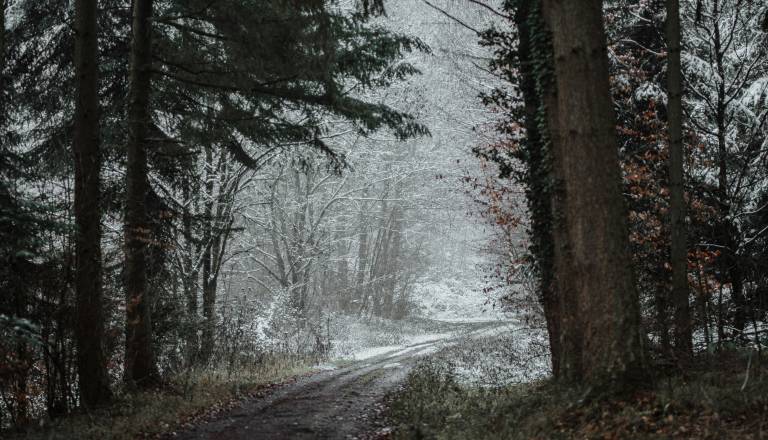 Truplo pogrešanega našli na gozdni poti pod osnovno šolo