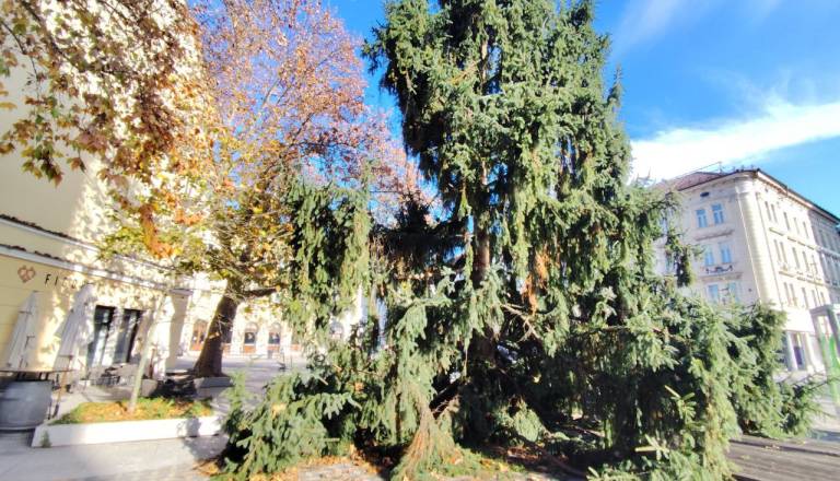 FOTO: Najgrša smreka v mestu? Pri Figovcu mimoidoči ne morejo verjeti svojim očem