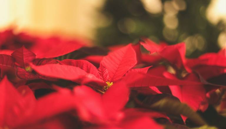 Pozabite na božično zvezdo! Ta zimzelena lepotica letos osvaja slovenske domove