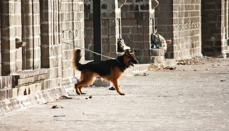 Konec bivanja psov na verigah, kršiteljem grozijo visoke globe