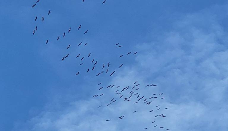Nad Pomurjem jata žerjavov, veličasten prizor na jesenskem nebu