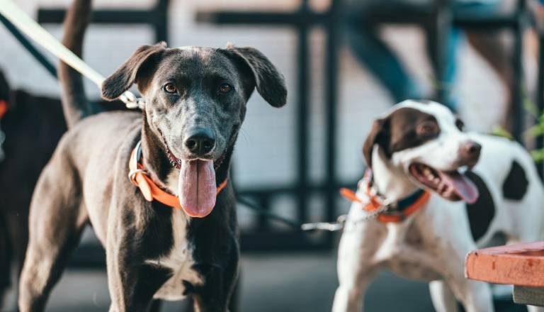 Konec bivanja psov na verigah, kršiteljem visoke globe