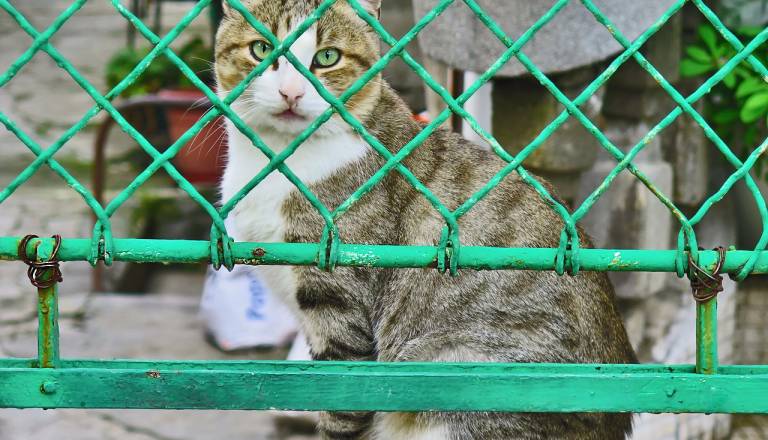 V tej državi prepovedali uživanje mesa psov in mačk, a ne zaradi borcev za pravice živali