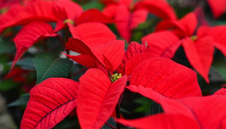 Mnogi namesto božične zvezde raje izberejo to lepotico