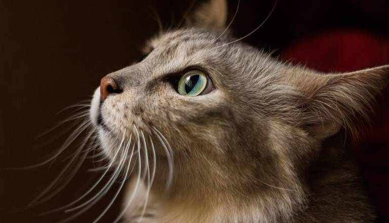 Ta azijska država je vendarle prepovedala uživanje mesa psov, mačk in netopirjev