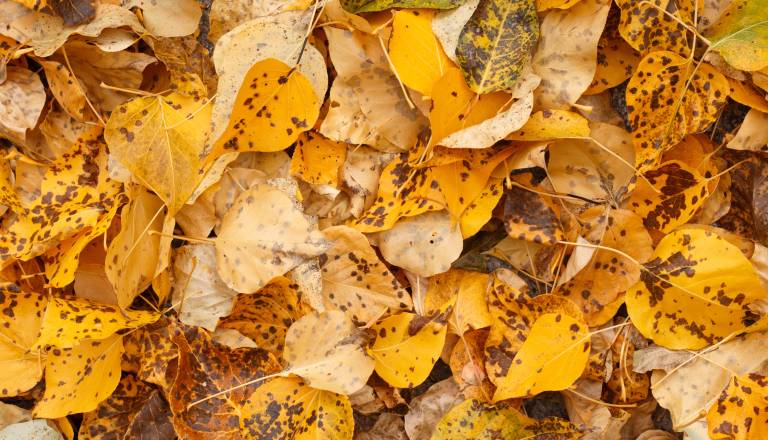 Mars v znamenju akcije, Uran v znamenju preobrata