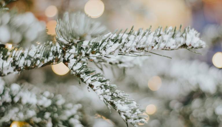 Praznični poziv: Smreka z vašega vrta lahko postane del praznične okrasitve