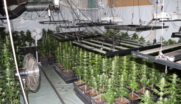 Saj ni res, pa je! Policisti zasegli več kot tisoč rastlin konoplje