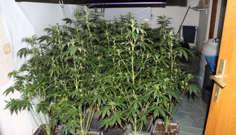 Poglejte, koliko rastlin konoplje so 42-letniku zasegli policisti 