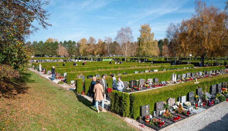 Pomembno obvestilo: Na pokopališču Dobrava se začenja obsežnejša zamenjave cipres. To morate storiti najemniki