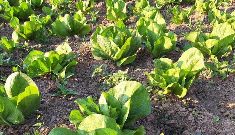 Ganljivo sporočilo družine ob ponavljajočih se tatvinah: »Naša njiva ni tvoj supermarket«