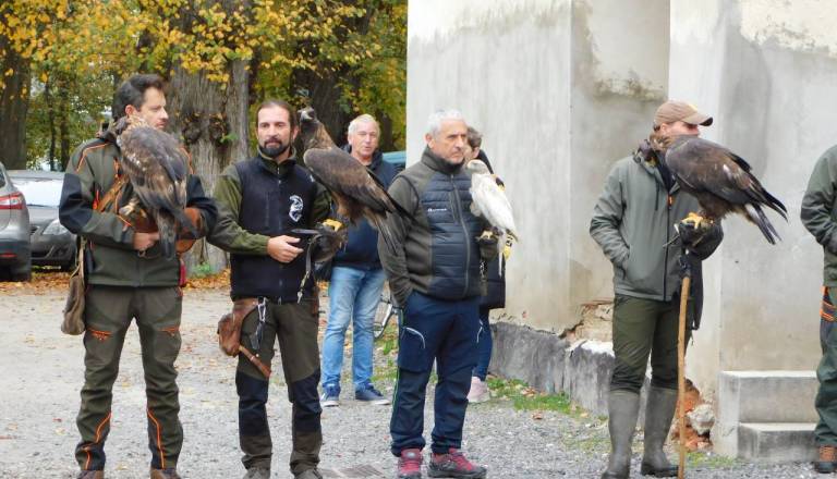 Kam ta konec tedna? Pomurje v znamenju sokolov, martinovanj in pasje komedije
