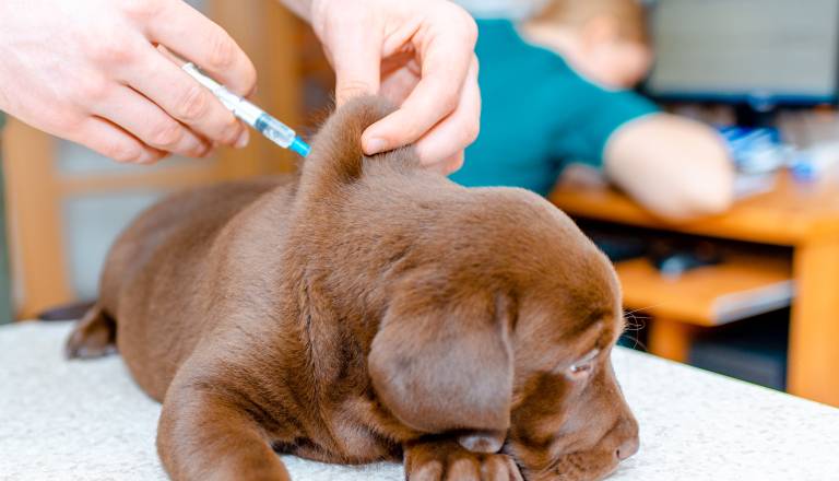 Pozabljene bolezni hišnih ljubljencev se vračajo
