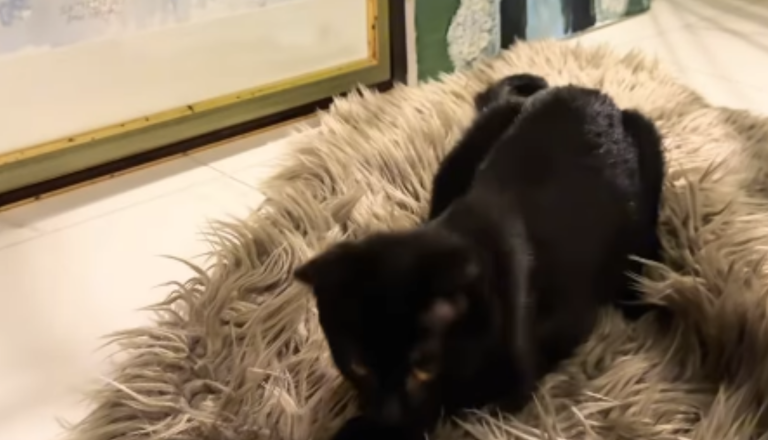 Tina in Robert Golob imata novega posvojenca