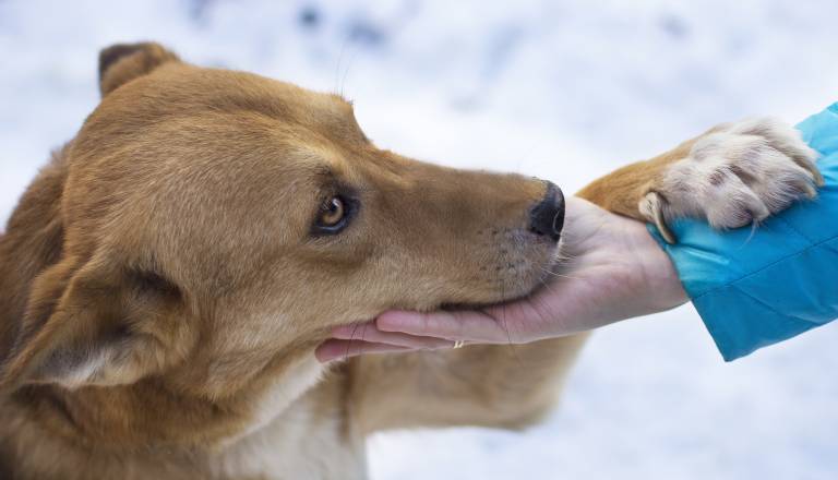 Pes vam pogosto položi tačko na nogo? Veterinarka razkriva, kaj vam s tem sporoča