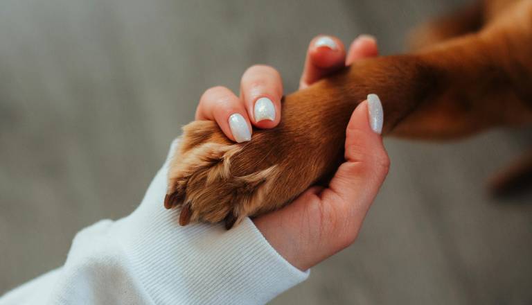 Pes vam je ponudil tačko? Veterinarka razkriva, kaj vam s tem želi povedati