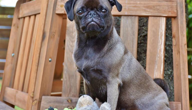Veterinarka razkriva, kaj sporoča pes, če pogosto položi tačko na nogo