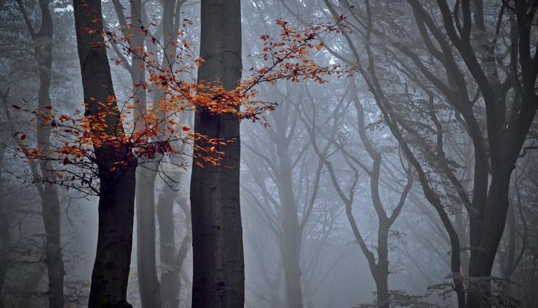 Kakšno vreme nas čaka za Martinov vikend? Megleno ...