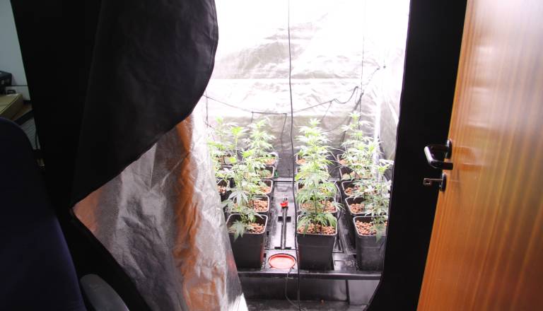 FOTO: Policijska akcija, odkrili tri prostore za gojenje konoplje