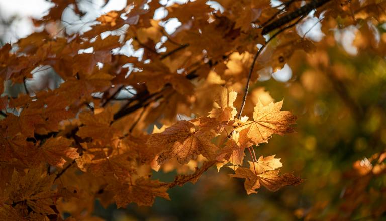 Pred nami jasna nedelja, kakšen začetek tedna napovedujejo vremenoslovci?