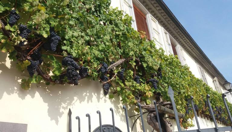 Najstarejša trta na Lentu ni več najstarejša trta na svetu?