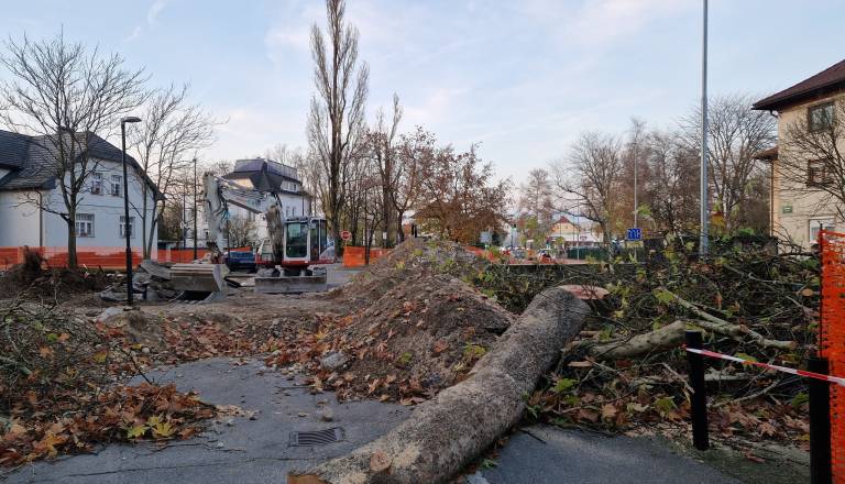 Na Parmovi posekali drevesa, tudi platane ob postajališču ni več