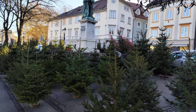 Kdaj po smrečico na tržnico? Končno razkriti datumi, lokacije in cene letošnjih prazničnih jelk