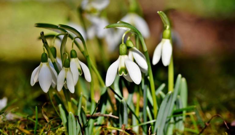 V slovenski Istri zacveteli prvi zvončki, tako zgodaj se to ni zgodilo že dvajset let