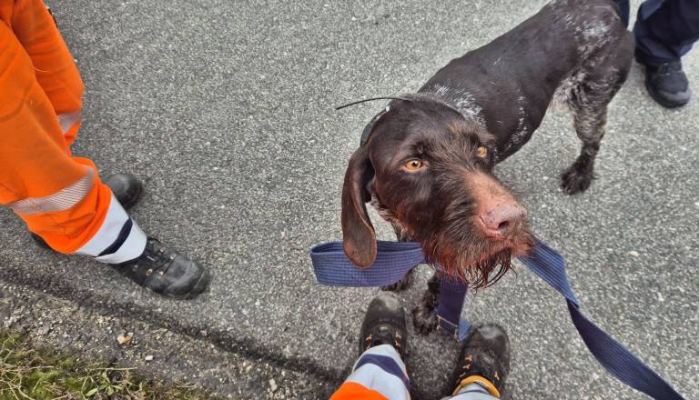 FOTO: Darsova vzdrževalca rešila kužka, ki je zataval na avtocesto