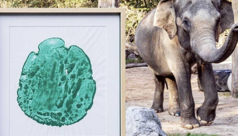 VIDEO: Jubilejni odtis slonice Gange na dražbi v ZOO Ljubljana, začelo se je pri 200 evrih