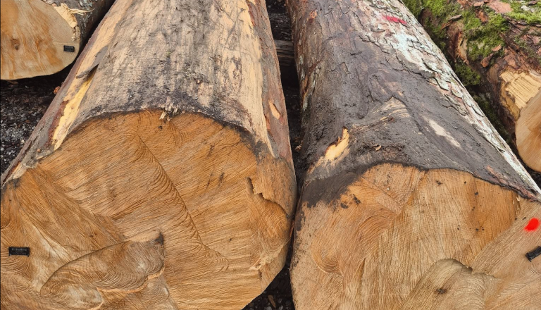 Neverjetna cena za hlod iz kočevskih gozdov, kupil ga je Portugalec