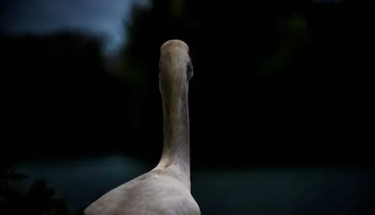 Na reki Krki zaznali sum ptičje gripe, prebivalce pozivajo k previdnosti